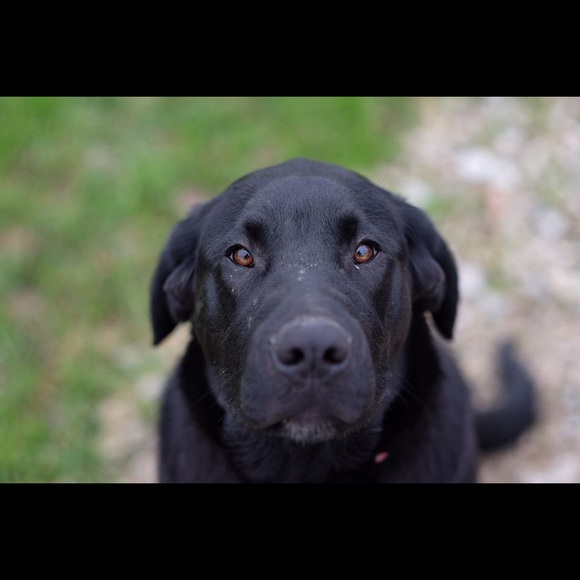 Meet your Posher, Branson - Picture 1 of 1